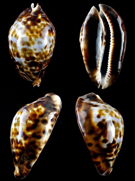 Zoila friendii friendii 71,4 mm Gem-0