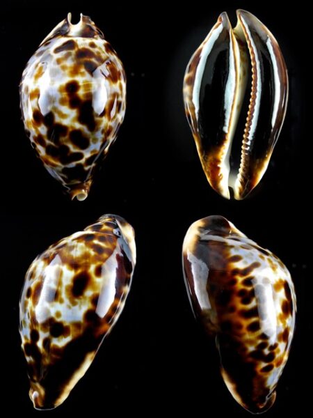 Zoila friendii friendii 72,2 mm Gem-0
