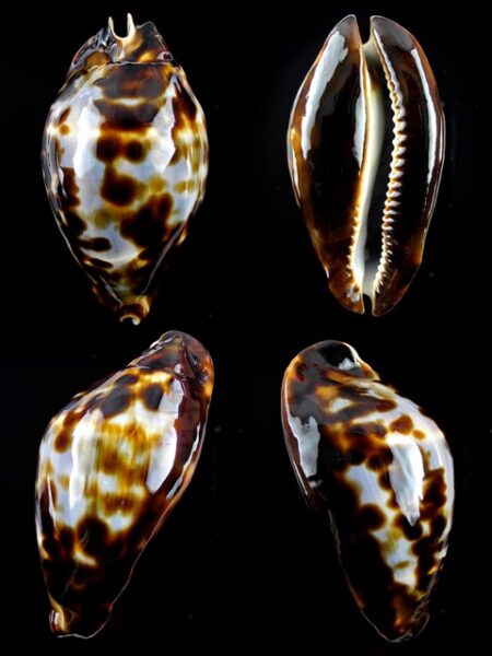 Zoila friendii friendii 74,8 mm Gem-0