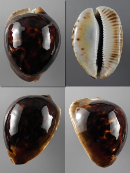Zoila thersites thersites 64,2 mm Gem-0