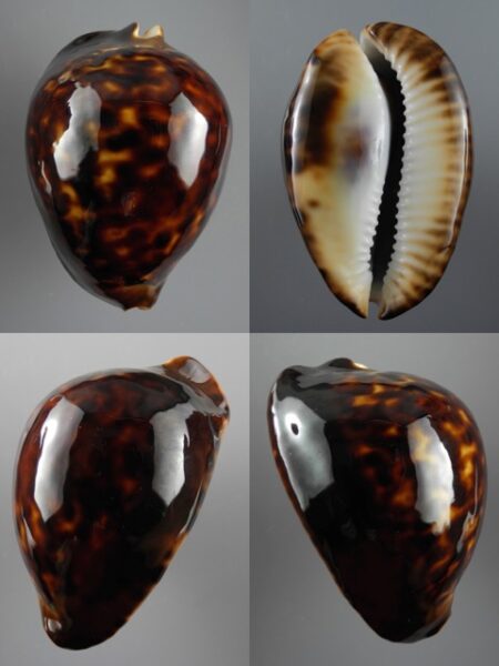 Zoila thersites thersites 73,7 mm Gem-0