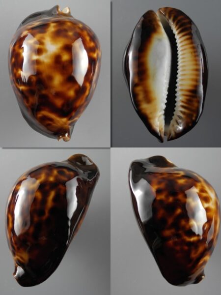 Zoila thersites thersites 74,6 mm Gem-0