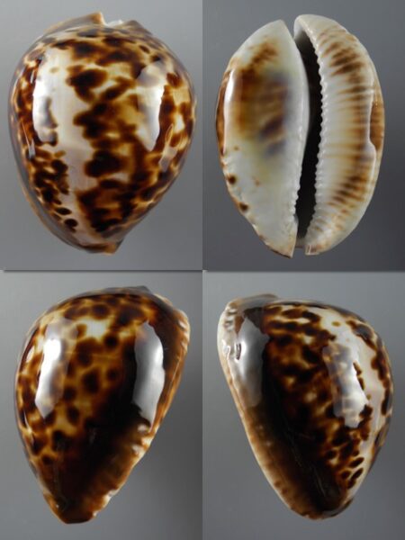Zoila thersites thersites 75,2 mm Gem-0