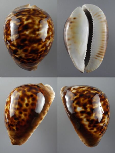 Zoila thersites thersites 77,3 mm Gem-0