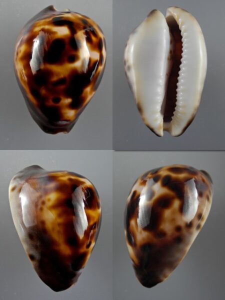 Zoila venusta episema f. sorrentensis Gem 62,3 mm-0