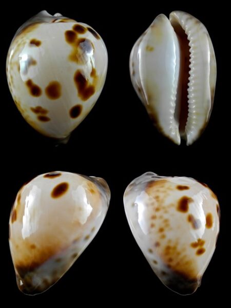 Zoila venusta roseopunctata 72,6 mm Gem-0
