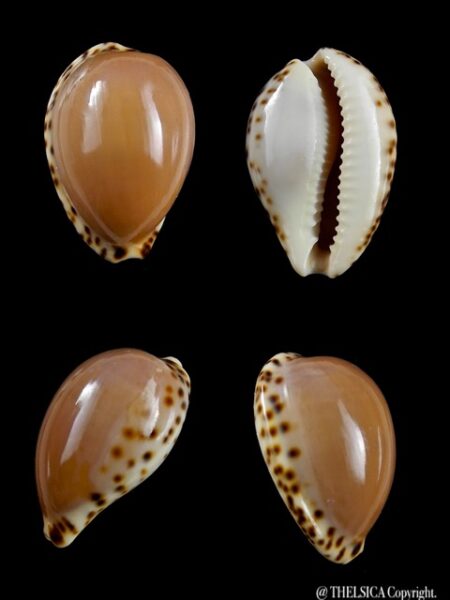 Notocypraea angustata angustata. 24,1 mm Gem-0