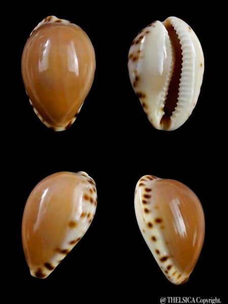 Notocypraea angustata angustata. 23,4 mm Gem-0