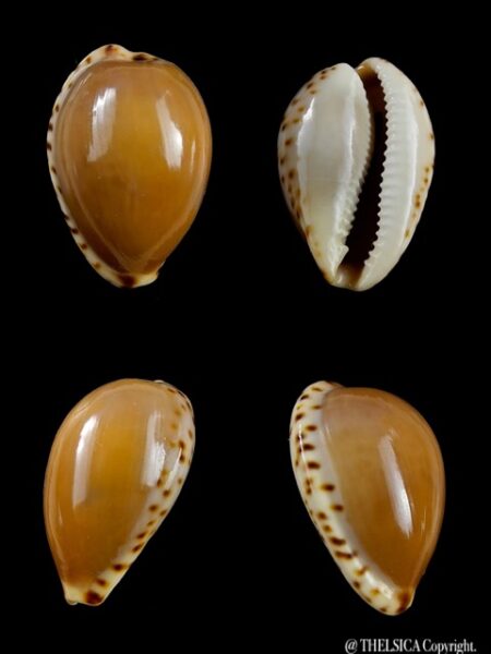 Notocypraea angustata angustata. 24,5 mm Gem-0