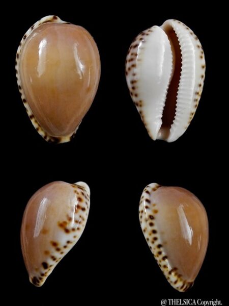 Notocypraea angustata angustata. 24,9 mm Gem-0