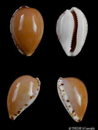 Notocypraea angustata angustata. 26,1 mm Gem-0
