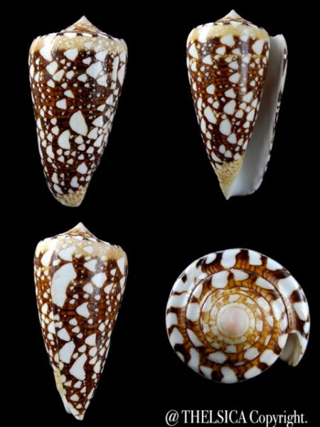 Conus ammiralis 58,6 mm Gem-0