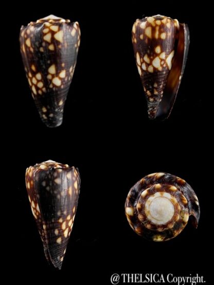 Conus bandanus f. nigressens 28,3 mm Gem-0