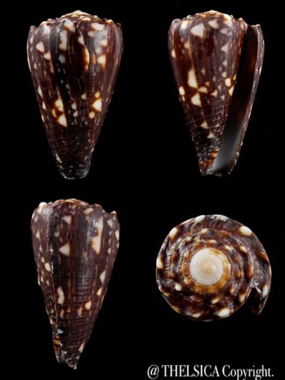 Conus bandanus f. nigressens 36,2 mm F+++/Gem-0
