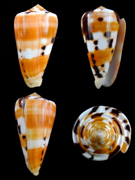 Conus barthelemyi 63,9 mm Gem-0