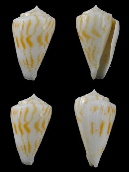 Conus colmani 39,8 mm F+++-0
