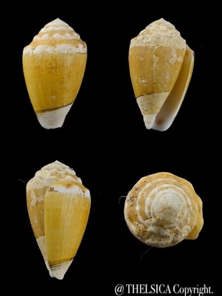 Conus dorreensis 26,3 mm F+++-0