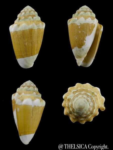 Conus dorreensis 32,7 mm F+++-0