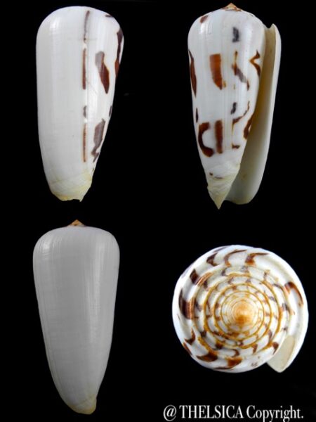 Conus gubernator 83,3 mm F+++/Gem-0