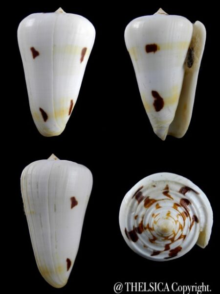 Conus gubernator leehmani 71,5 mm Gem W/O-0