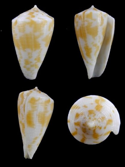 Conus limpusii 32,9 mm F+++/Gem-0