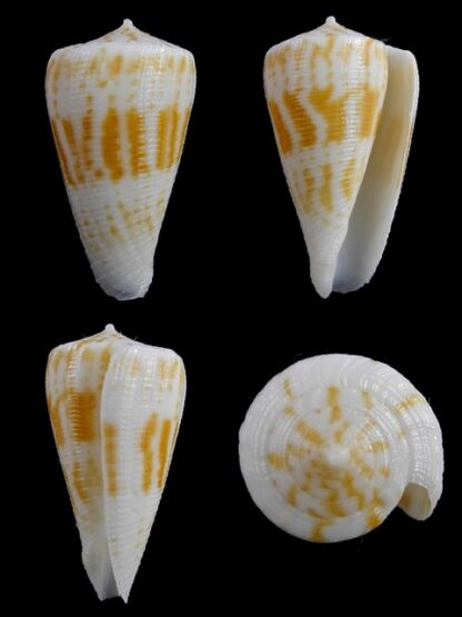 Conus limpusii 33,7 mm F+++/Gem-0
