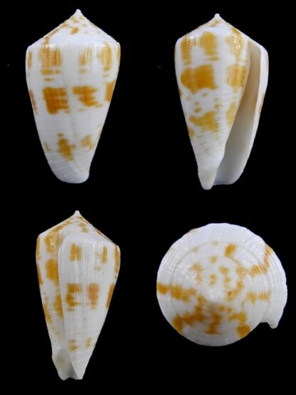 Conus limpusii 34,8 mm F+++/Gem-0