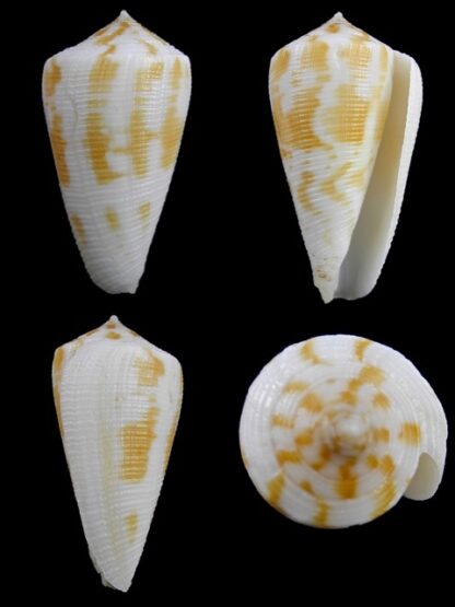 Conus limpusii 38,3 mm F+++/Gem-0