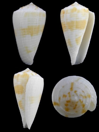 Conus limpusii f. albella 36,2 mm F+++/Gem-0