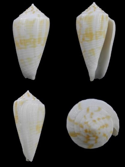 Conus limpusii f. albella 38,1 mm F+++/Gem-0