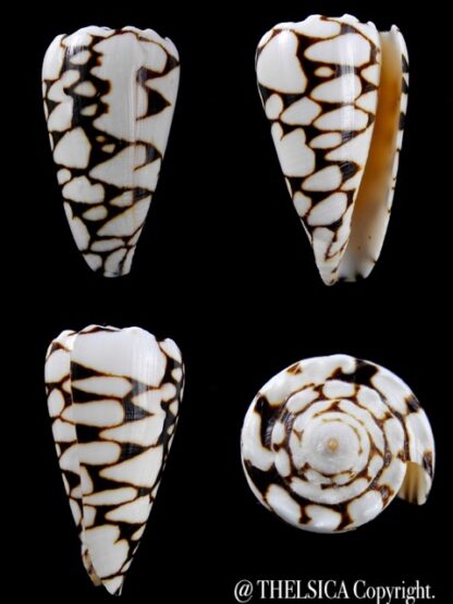 Conus marmoreus suffusus f. batard.. 46,3 mm Gem-0