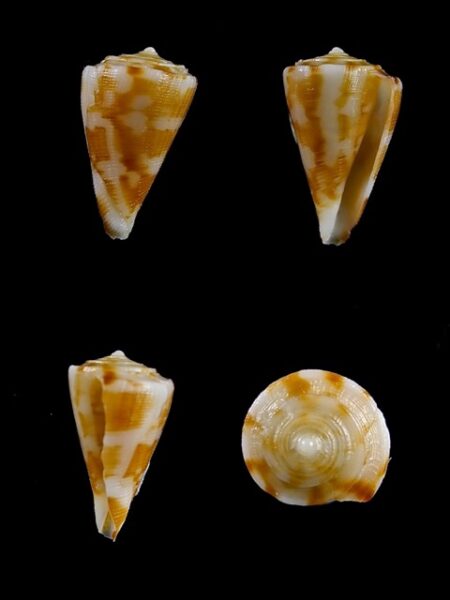 Eremiconus minnamurra 14,7 mm F+++-0