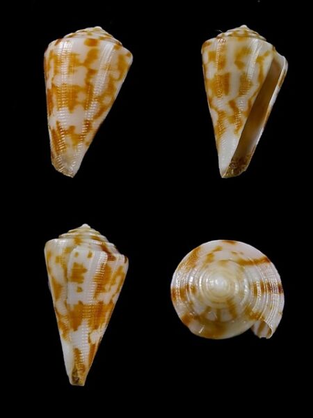 Eremiconus minnamurra 16.8 mm F+++/Gem-0