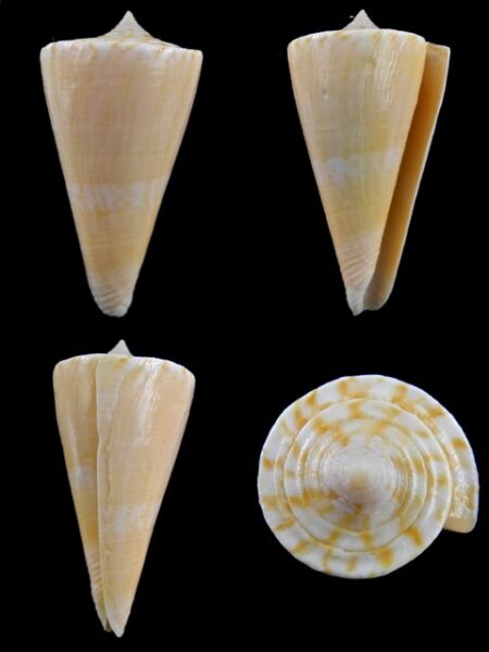 Conus nielsenae 44,3 mm F+++/Gem-0