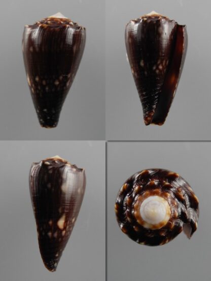 Conus bandanus f. nigressens 24,4 mm Gem-0
