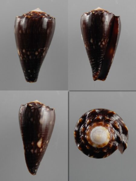 Conus bandanus f. nigressens 24,4 mm Gem-0
