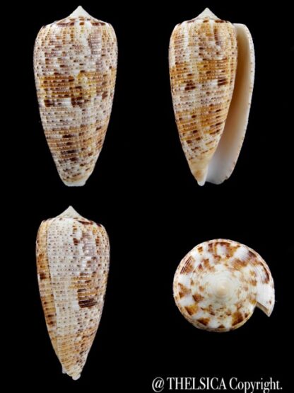 Conus nimbosus 38,5 mm Gem-0