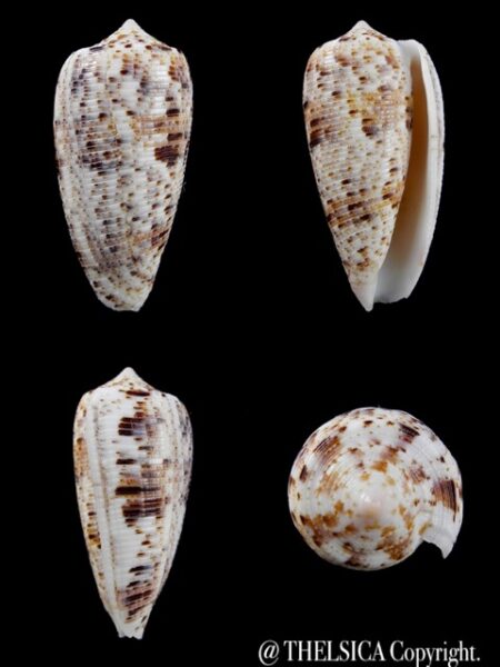 Conus nimbosus 40 mm Gem-0