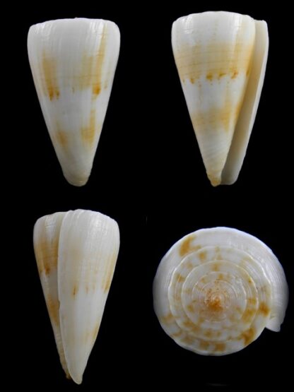 Conus recluzianus f. urashimanus 49,2 mm F+++/Gem-0