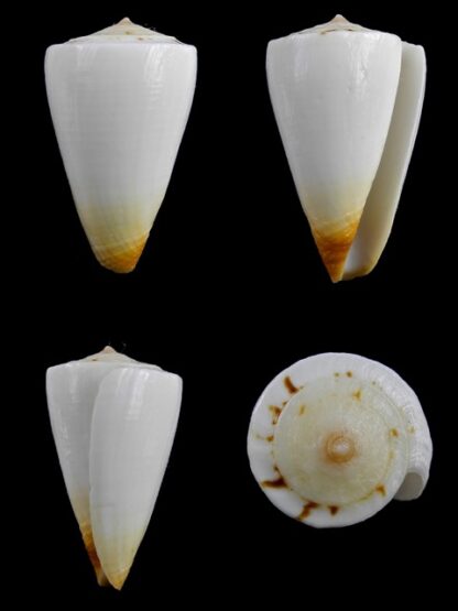 Conus reductaspiralis 30,9 mm F+++/Gem-0