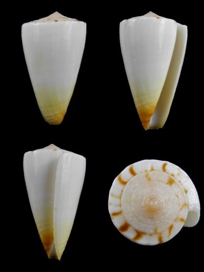 Conus reductaspiralis 33 mm F+++/Gem-0