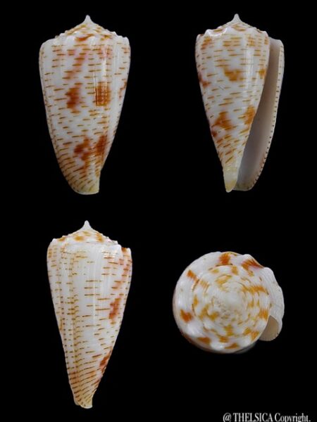 Conus santinii Gem 25,6 mm-0