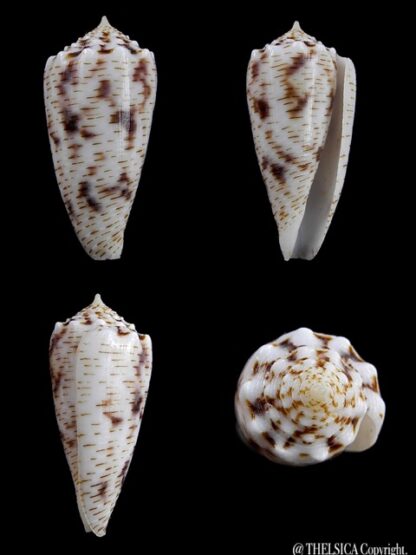 Conus santinii Gem 29 mm-0