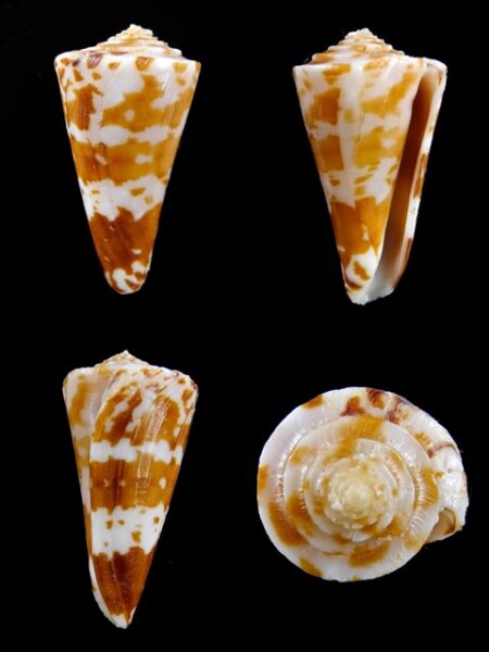 Conus sculletti 36,4 mm F+++-0