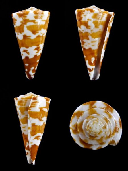 Conus sculletti 39,2 mm F+++-0