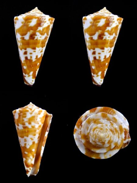 Conus sculletti 40,1 mm F+++-0