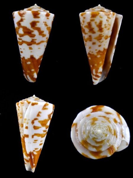 Conus sculletti 41,4 mm F+++-0