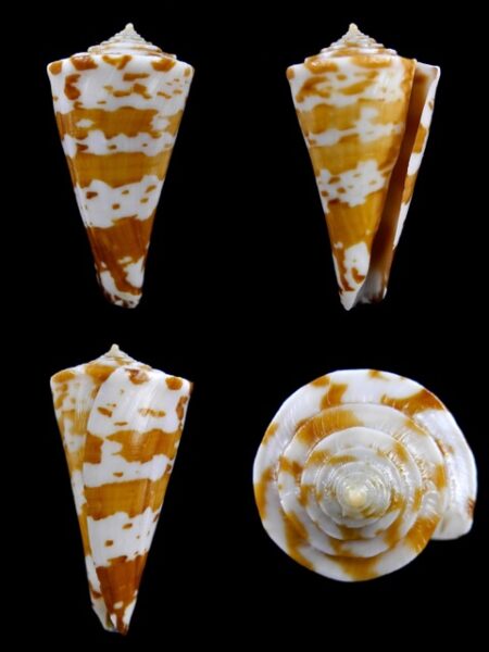 Conus sculletti 43,2 mm Gem-0