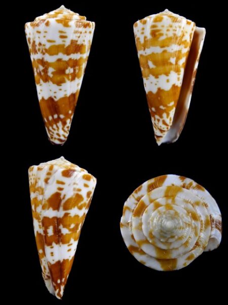 Conus sculletti 43,5 mm F+++/Gem-0