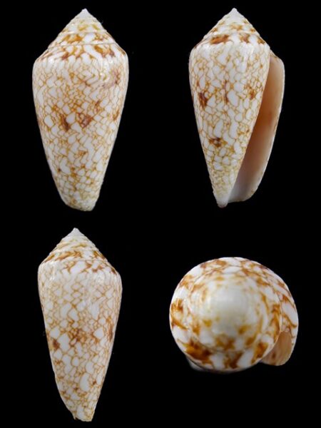 Cylinder victoriae f. nodulosus 31,4 mm Gem-0